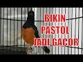 Pancingan Suara Santai Untuk Trotol Dan Muda Hutan Agar Nyaut Gacor Mp3 - Mp4 Download
