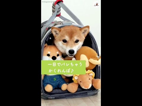 ぬいぐるみに隠れて柴犬ちゃんがかくれんぼ。