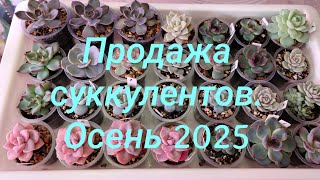 видео: Продажа суккулентов. Осень 2025.🍁 🪴 картинка: Продажа суккулентов. Осень 2025.🍁 🪴