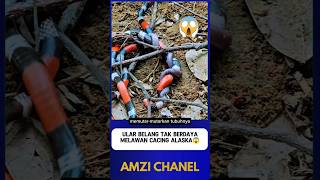 Striped Snake Loses Against Alaskan Wormshorts