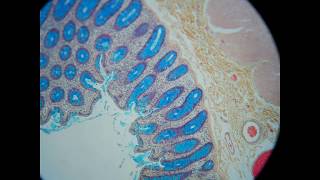 goblet cells