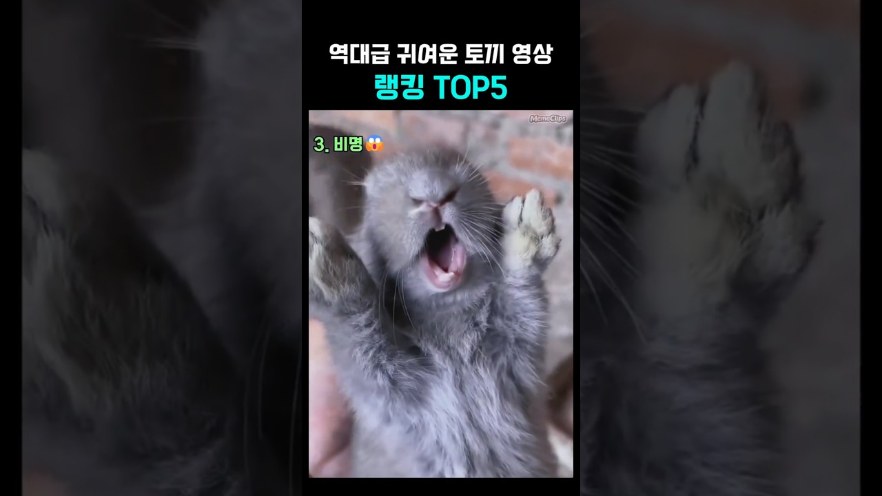 역대급 귀여운 토끼영상 랭킹TOP5🐰