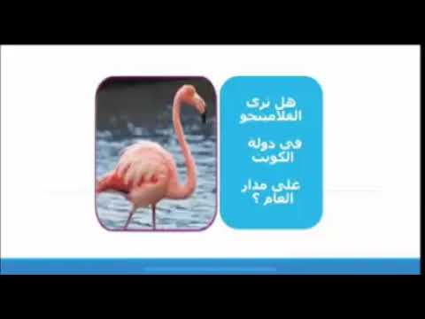 الصف الثالث الابتدائي العلوم 9 تكيف الحيوانات هجرة الطيور