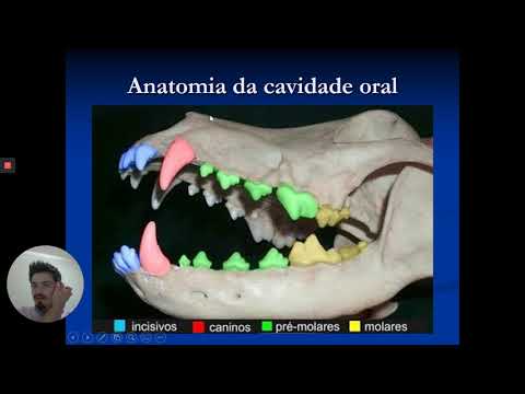 Vídeo: Cavidade De Pus Se Formando Sob Os Dentes Em Cães