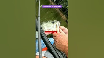 Biggest FUZZY DICE I