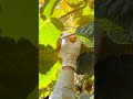 Harvesting kiwis #shorts