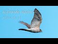 猛禽探訪 aves rapaces