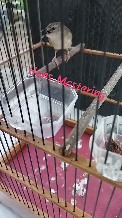 ciblek gunung materi kuntilanak.