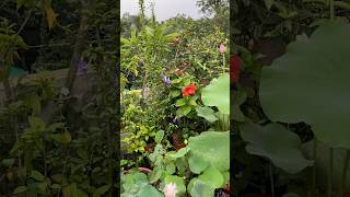 আমার ছাদ বাগান🥰 #gardening #growagarden #flowergarden #minivlog #shorts #flowers #plants #tips