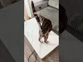 Always cow 😹 #cowcat #catsoftiktok #naughtycats #bengalcats #catfluencer