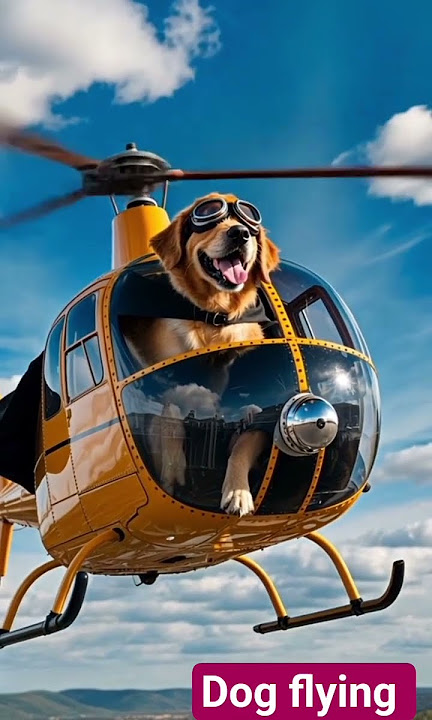 Dog🚁😂 ,Dog barking,Dogs lover's#youtubeshorts #fyp #FunnyDog #HelicopterDog  #FlyingDog  #DogInSky