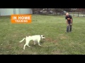 Suburban K9 Milwaukee