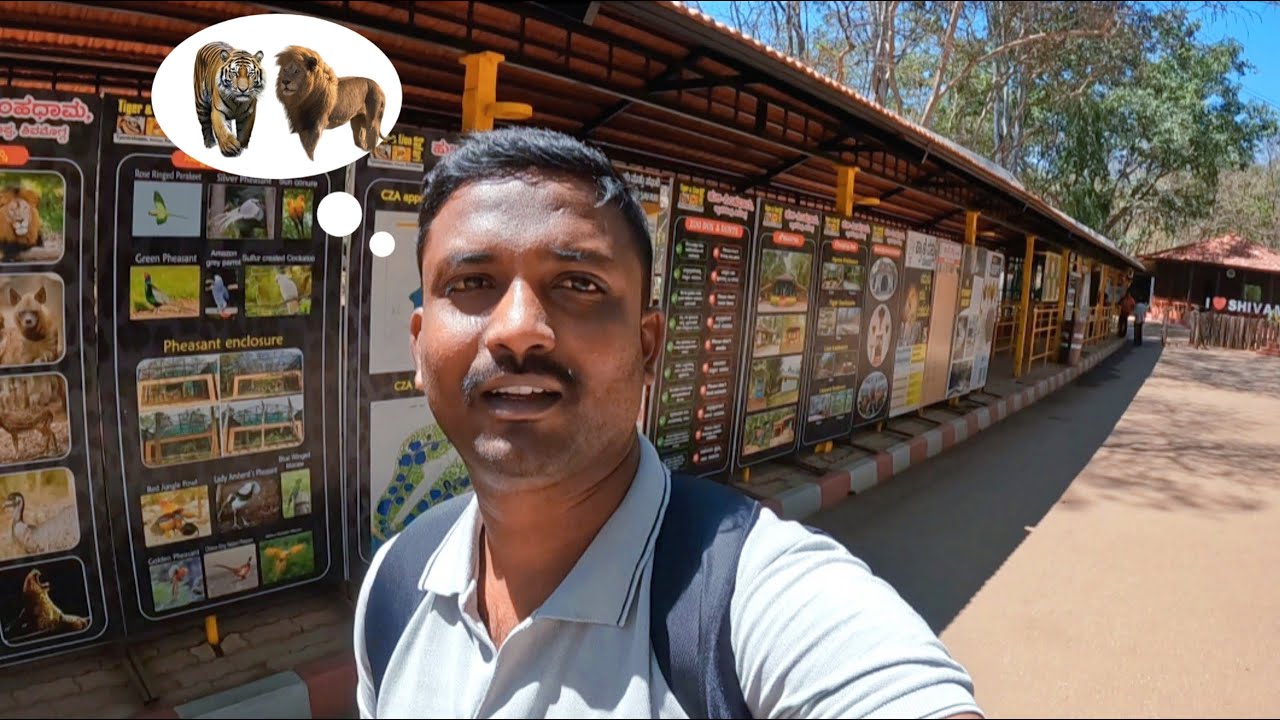 Lion & tiger Safari 🦁🐅 | tyavarekoppa lion and tiger zoo & safari shivamogga