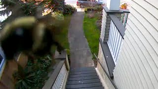 Bumble Bee Got Caught On A Surveillance Cam π