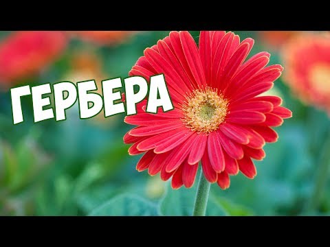 Гербера 🌼 Уход в домашних условиях