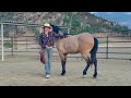 Bekah Tate with sensitive Onaqui mustang - tip on picking up back feet