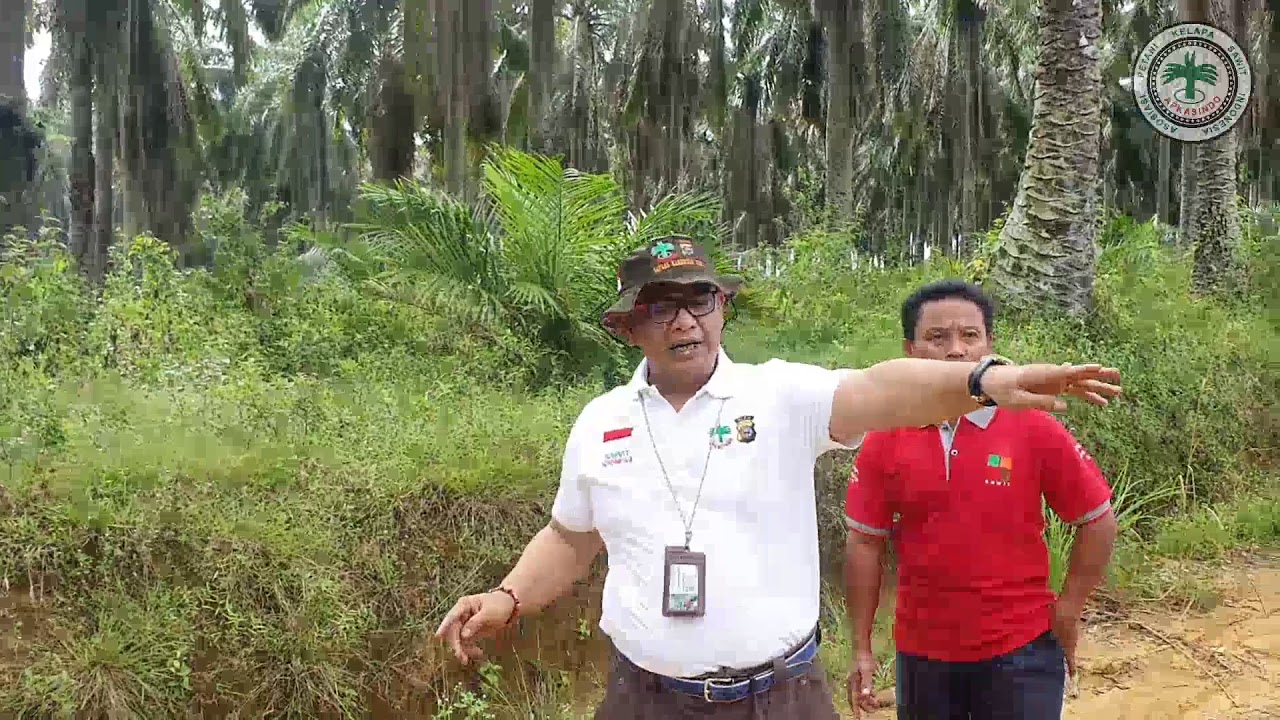 Sawit Under Replanting VS Sawit PSR Program Pemerintah, Bagian 2 | APKASINDO