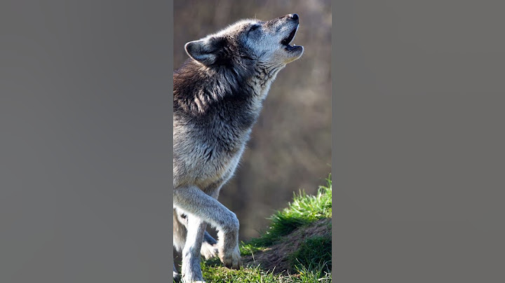 Wolf Howling in Green Forest