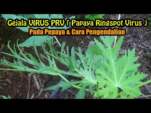 Video: Apa Itu Ringspot: Informasi Dan Gejala Virus Ringspot Tomat Pada Tanaman