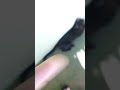 Meu dono quando DÁ UM JEITO PARA eu dormir no chão 😹😄 #ytshorts #shortvideo #funny #cute #cat