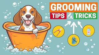 5 Grooming Tips and Tricks for First Time Beagle Owners
