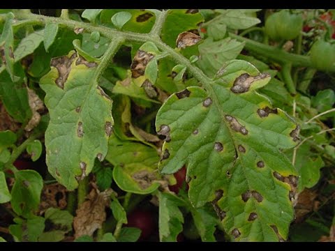 Identifying And Treating Early Blight On Tomato Plants Youtube,Soft Shell Crab