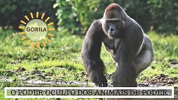 O que representa um gorila?