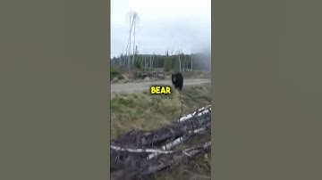 Bear Attacks Trail Runner 😳(What Not To Do!!!)