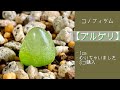 2022年10月30日　コノフィツム【ブルゲリ】　まだ1cm