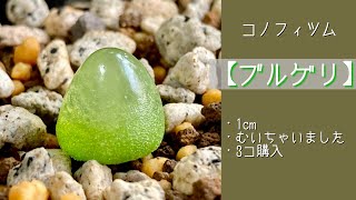 2022年10月30日　コノフィツム【ブルゲリ】　まだ1cm