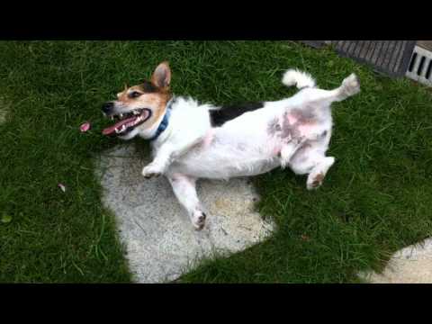 Video: Hämatom Bei Hunden - Hundeseroma - Gehörhämatom Bei Hunden