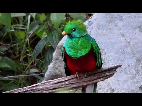 Vidéo: Visite De La Communauté Indigène Broran Du Costa Rica