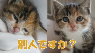 排水管で溺れていた子猫がウチのコになって２週間経ちました by おまきねこ 6,726 views 1 month ago 2 minutes, 1 second