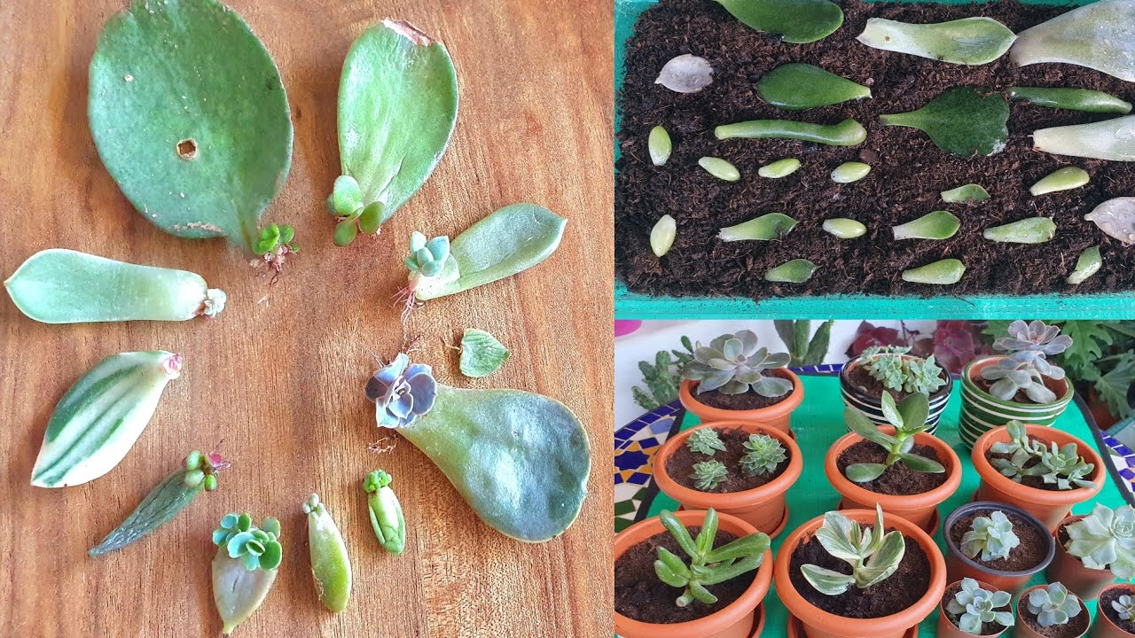 تعرّفوا على بعض أنواع العصاريات التي يمكنكم إكثارها بالأوراق مع طريقة الإكثار ونقل النبتة الجديدة..