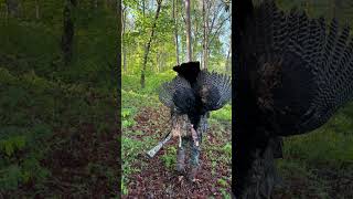 I killed a Turkey later this evening and I thank God for this beautiful Tom.