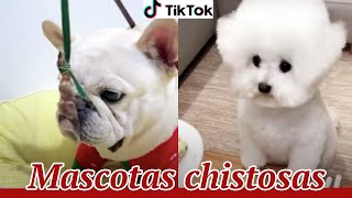 Entretenimiento mascotas 2021 Tik tok animales chistosos y divertidos EP  6