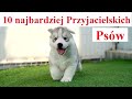 10 najbardziej przyjacielskich psw