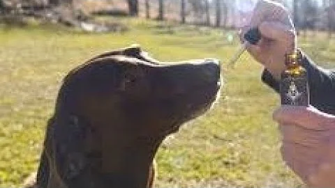 How to treat dog with Coronavirus!!!