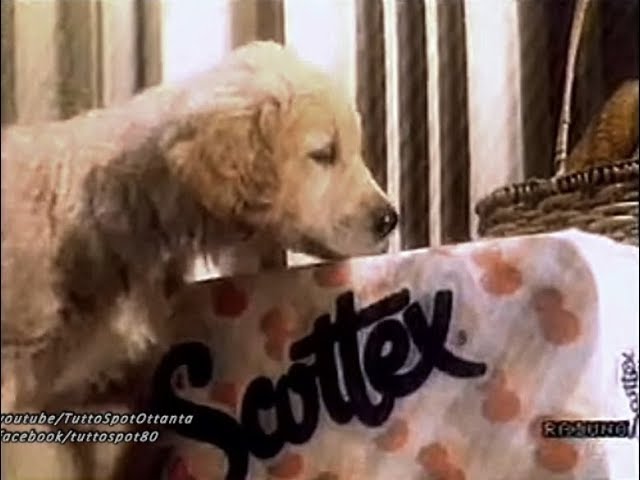 Spot Carta Igienica Scottex Cane Labrador 1987 1 Vers Youtube
