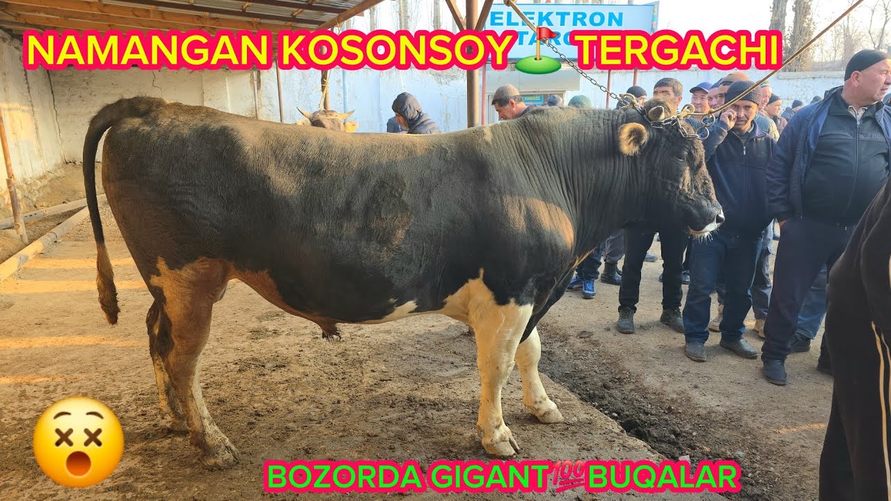 NAMANGAN 🫡KOSONSOY⛳️ TERGACHI BOZORI ✅️ ZOʻR BOZOR EKAN 👍#dangalsavdo #molbozor #cow #2026 #chorva 
