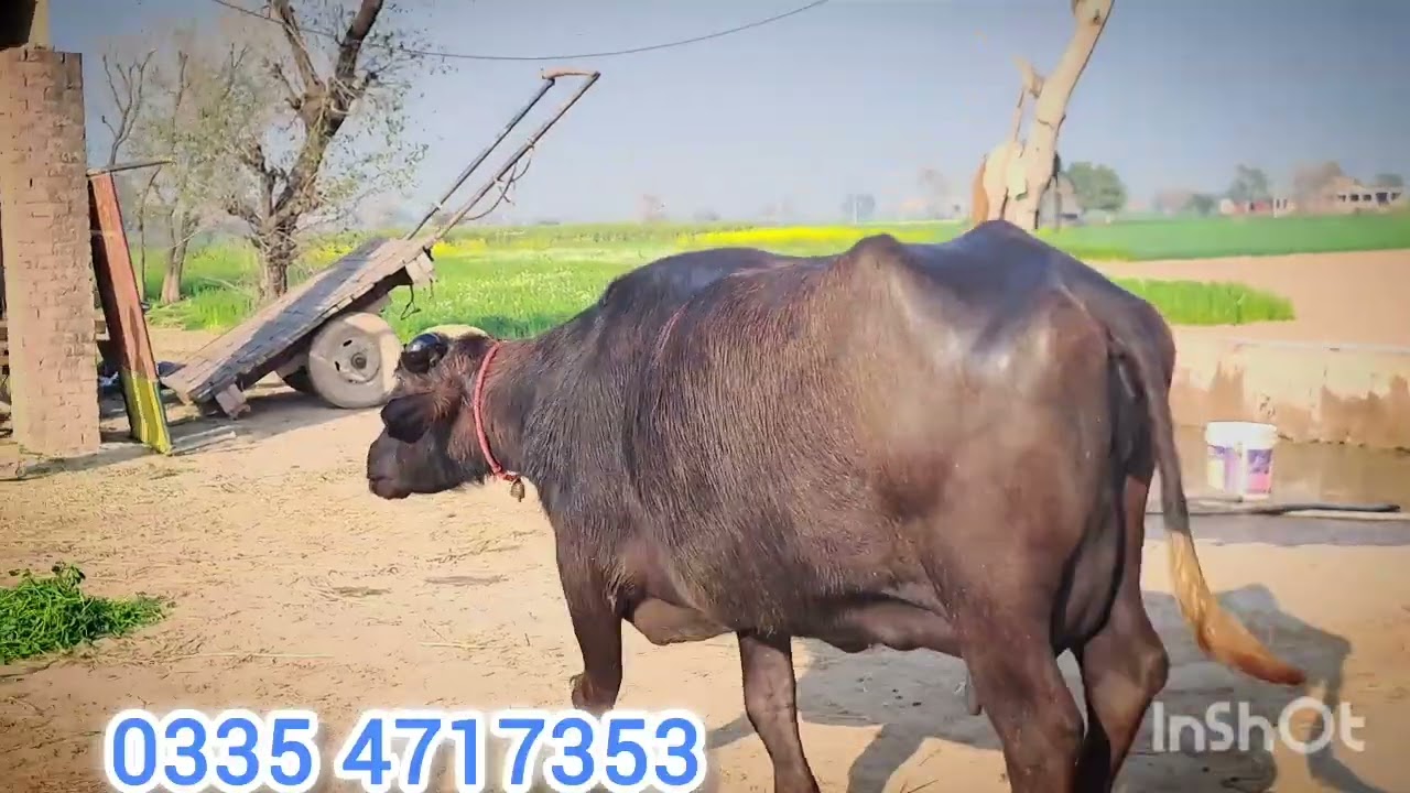 دوجھن جھوٹی فار سیل 