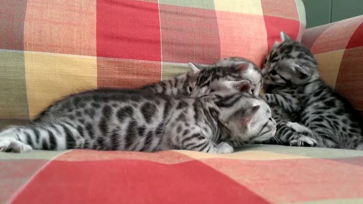 Video 660091: silver spotted bengal kitten, litter