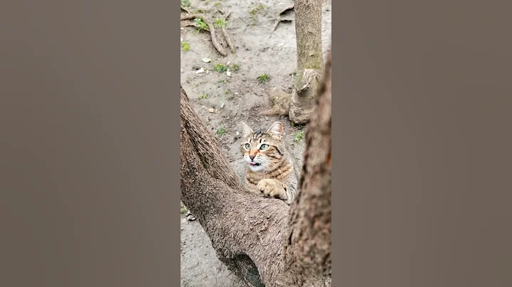 Video 11406671: baby cute compilation cat, cats compilation funny baby, cat outdoor