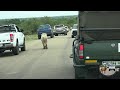 Casper The White Lion Causes A Massive Traffic Jam