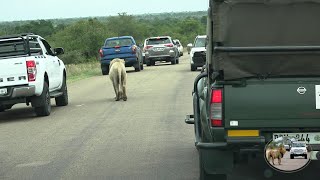 Casper The White Lion Causes A Massive Traffic Jam