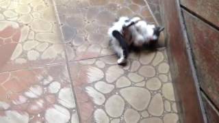 Petit - gatinho minúsculo brincando screenshot 3