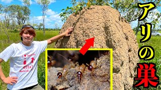 This is a giant ant nest!!