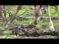 Giraffe Licks Carcass of Another Giraffe | Kruger National Park