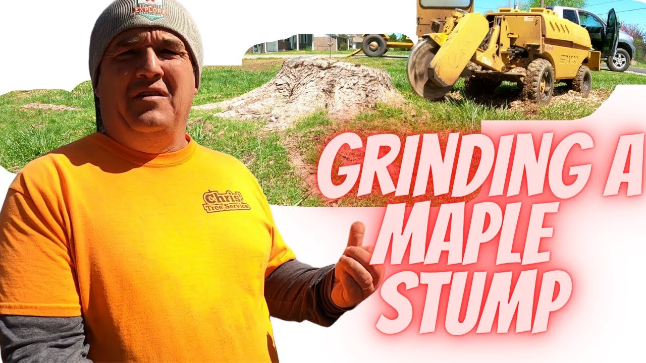 Stump Grinding a Maple Stump Using the Rayco Rg50 - YouTube