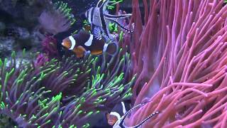 Enchanted Aquarium from the iPhone App screenshot 3